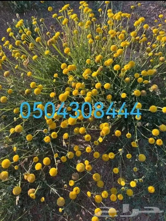 بذور النباتات البرية بأسعار مناسبة تم عرضها في مشتل الفجر 2