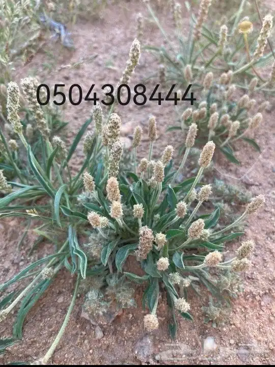 بذور النباتات البرية بأسعار مناسبة تم عرضها في مشتل الفجر 4