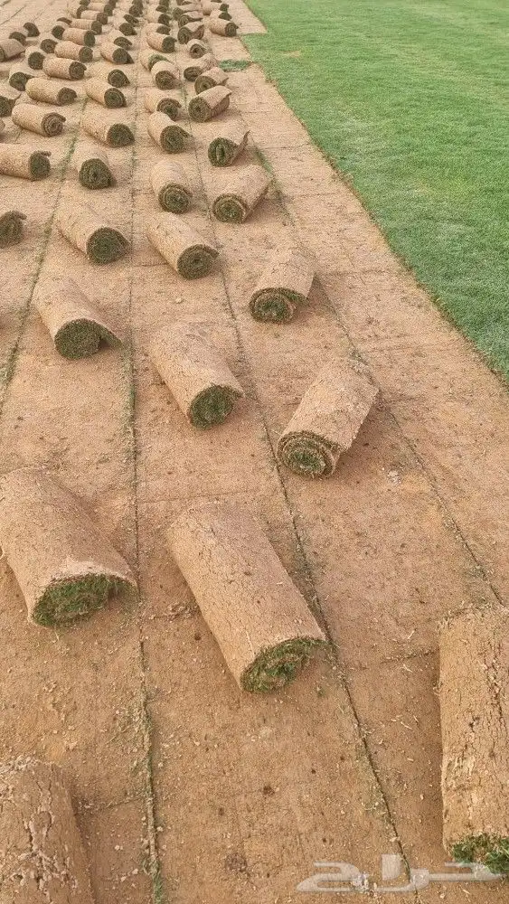 ثيل طبيعي C2000 1