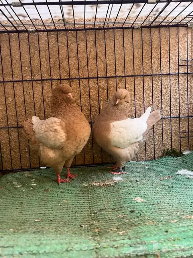 (تم البيع ) جوز كنق ارجنت اصفر 1