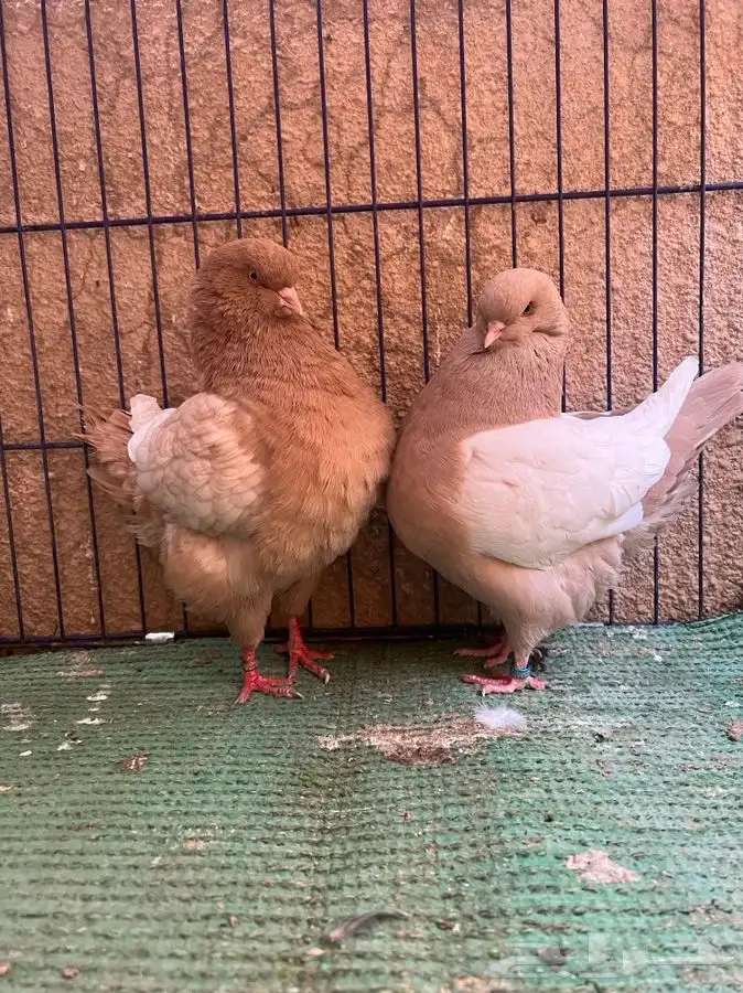 (تم البيع ) جوز كنق ارجنت اصفر 0