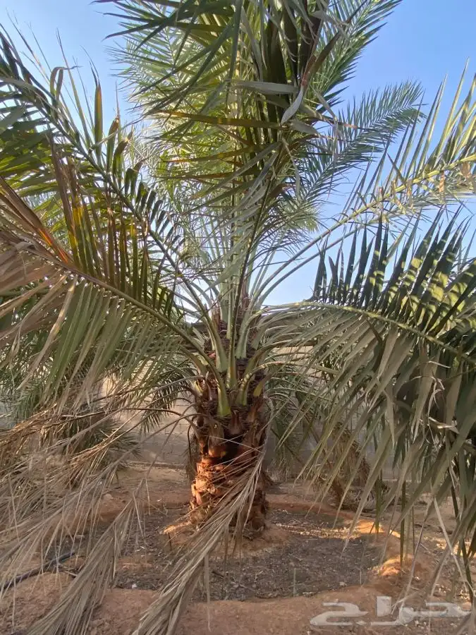 نخل جثايث وفسايل 1