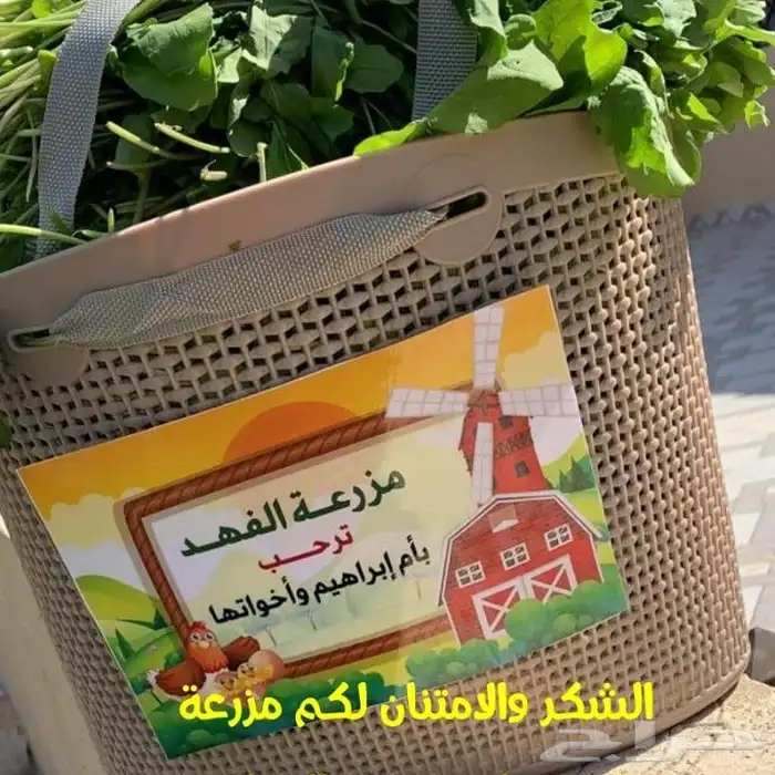 مزرعة الفهد للايجار اليومي 7
