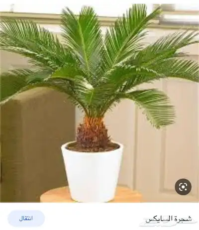 مشاتل الرياض حي الملقا ابو ريان 25