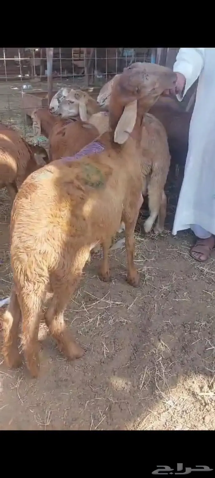 سواكني حري ثلاجة مع التغليف والتوصيل وطبخ مع التوصيل 8