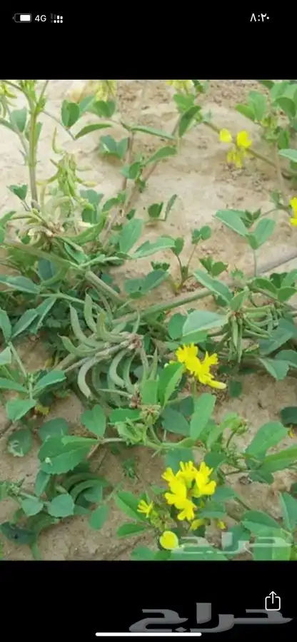 بذور نفل البري للبيع 1