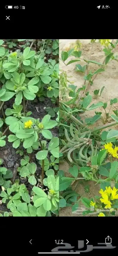 بذور نفل البري للبيع 2