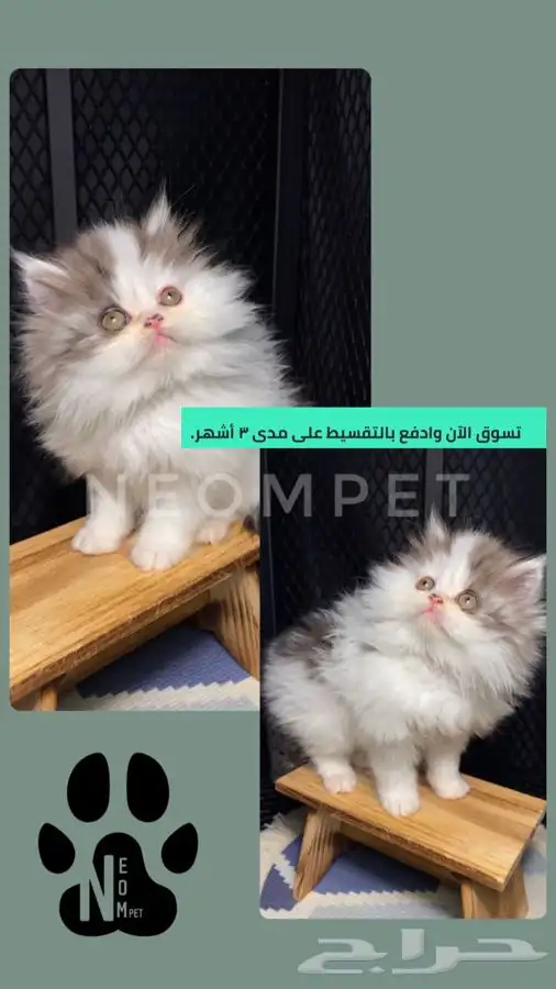 كيتن قطط اقساط انثى ذكر سكوتش فولد شيرازي هملايا قطوه قطه 1