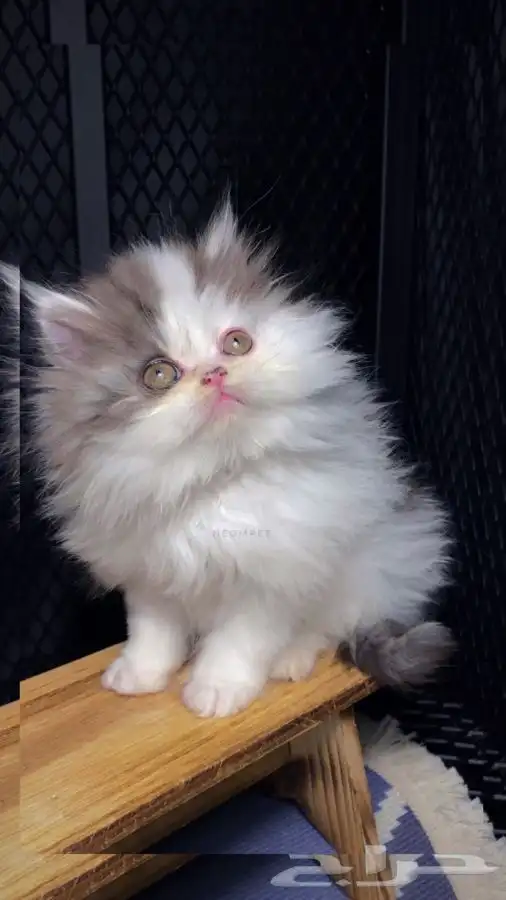 كيتن قطط اقساط انثى ذكر سكوتش فولد شيرازي هملايا قطوه قطه 0