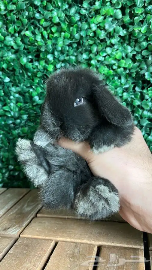 ارنب هولندلوب 0