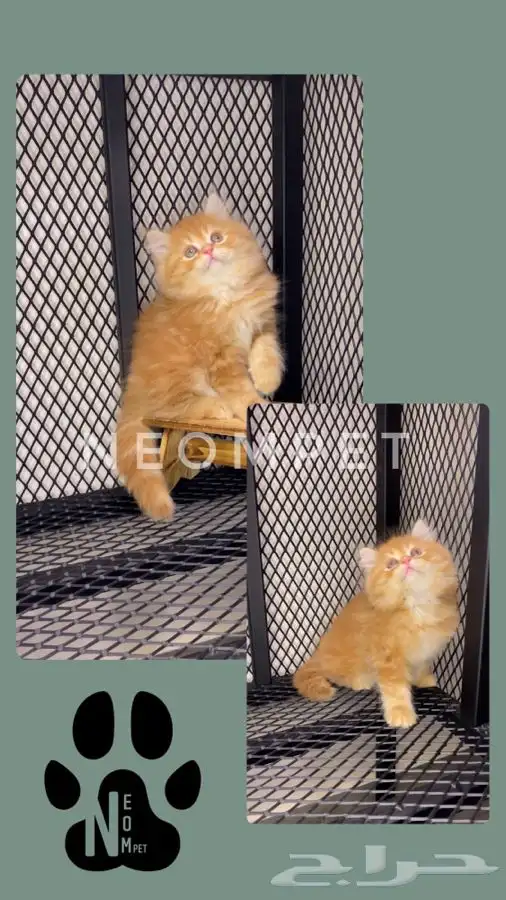كيتن قطط اقساط انثى ذكر سكوتش فولد شيرازي هملايا قطوه قطه 9