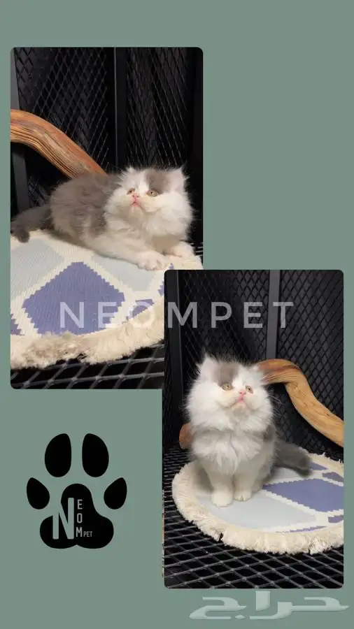 كيتن قطط اقساط انثى ذكر سكوتش فولد شيرازي هملايا قطوه قطه 4