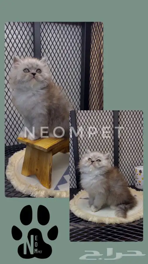 كيتن قطط اقساط انثى ذكر سكوتش فولد شيرازي هملايا قطوه قطه 3