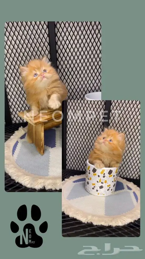 كيتن قطط اقساط انثى ذكر سكوتش فولد شيرازي هملايا قطوه قطه 8