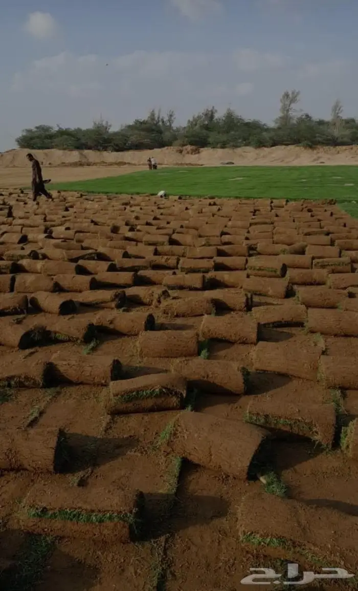 عشب طبيعي وظلات جلسات خارجية 1