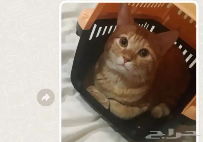 قفص قطط 6