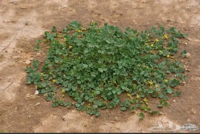 بذور نفل البري للبيع 0