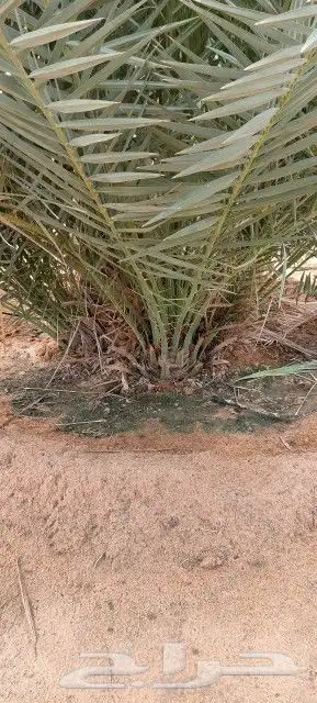 فسائل جميع الانواع مثمرة 2