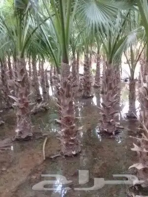 منسق حدائق وتركيب اجهزه تايمر شبكت ري نوافير شلالات عشب طبيع 4