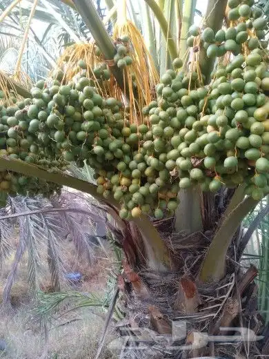 فسائل جميع الانواع مثمرة 6