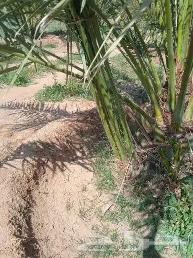 فسائل جميع الانواع مثمرة 5