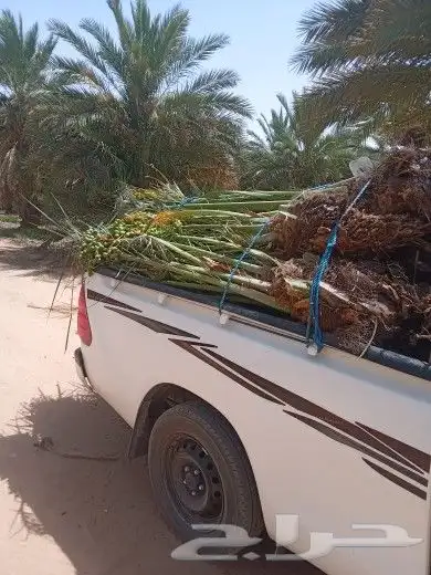 فسائل جميع الانواع مثمرة 0