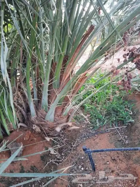 فسائل جميع الانواع مثمرة 4