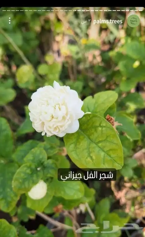 اشجار الظلال والعطريات والفواكه والورود مع التوصيل 0