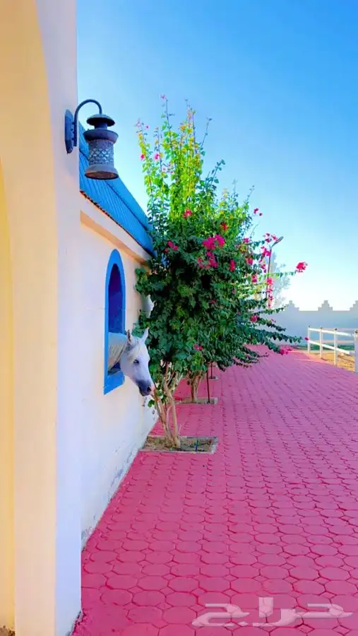 اكاديمية مربط سمو الوادي 4