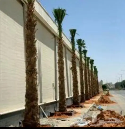 تسوير المزارع والأراضي وتوريد وزراعة النخيل 8