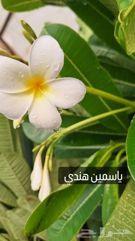 اشجار الظلال والعطريات والفواكه والورود مع التوصيل 10