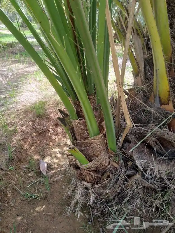 فسائل جميع الانواع مثمرة 3