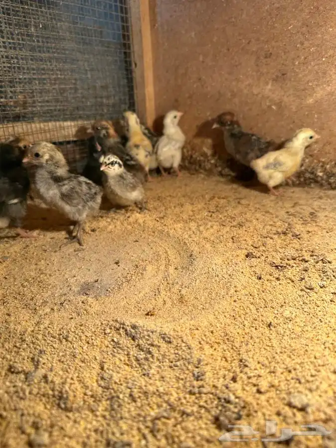 للبيع صيصان فيومي وشوي المونيوم وبلدي 1