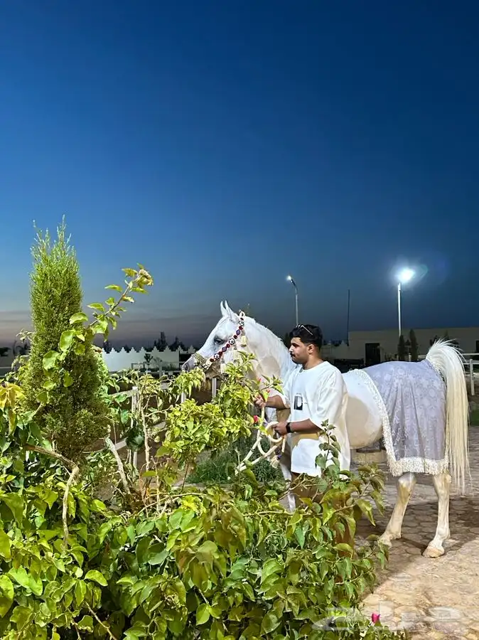 اكاديمية مربط سمو الوادي 11