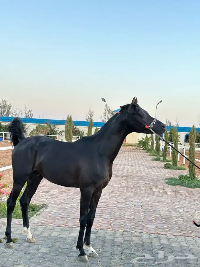 اكاديمية مربط سمو الوادي 10