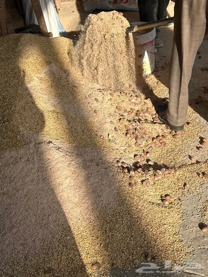 خرفان بلديه صفر نجران وتيوس بلديه دغس 13