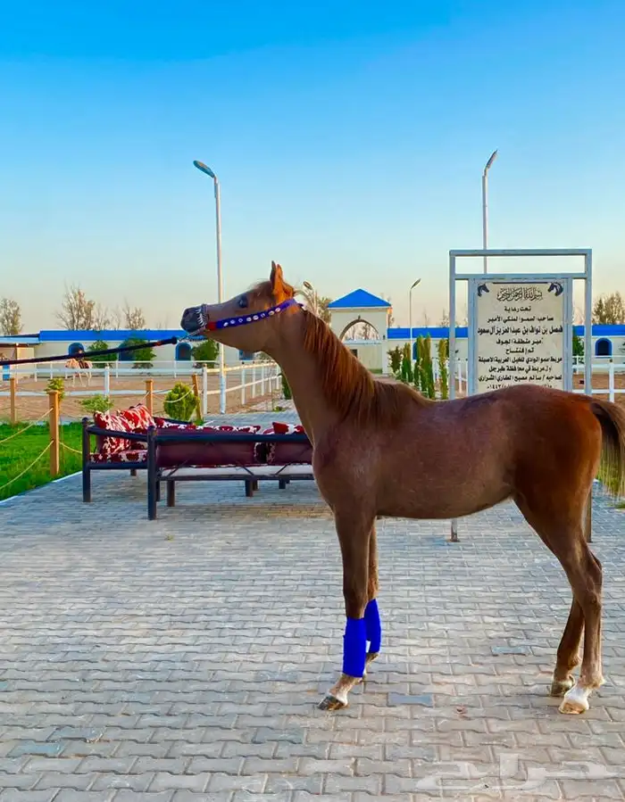 اكاديمية مربط سمو الوادي 16