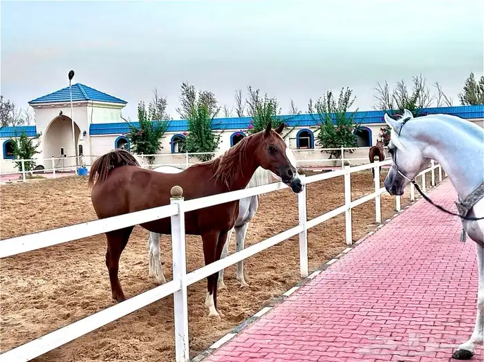 اكاديمية مربط سمو الوادي 2