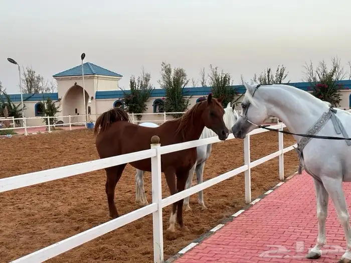 اكاديمية مربط سمو الوادي 1