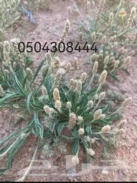 لأصحاب الحلال بذور الربلة القريطا من أفضل النباتات للتسمين 0