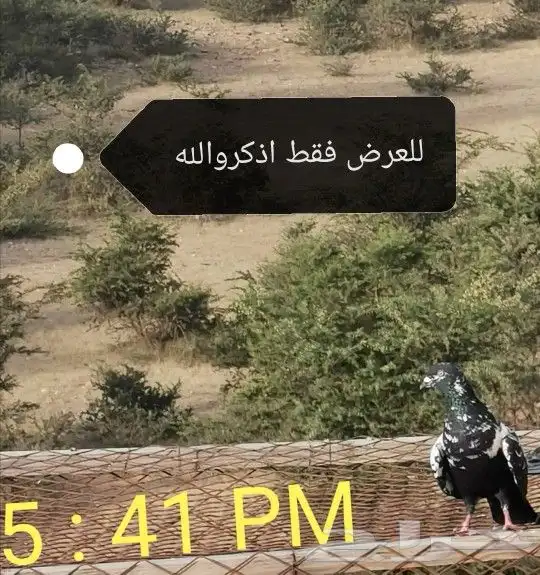 تم البيع. تم البيع. حمام هندي كالوشام 5