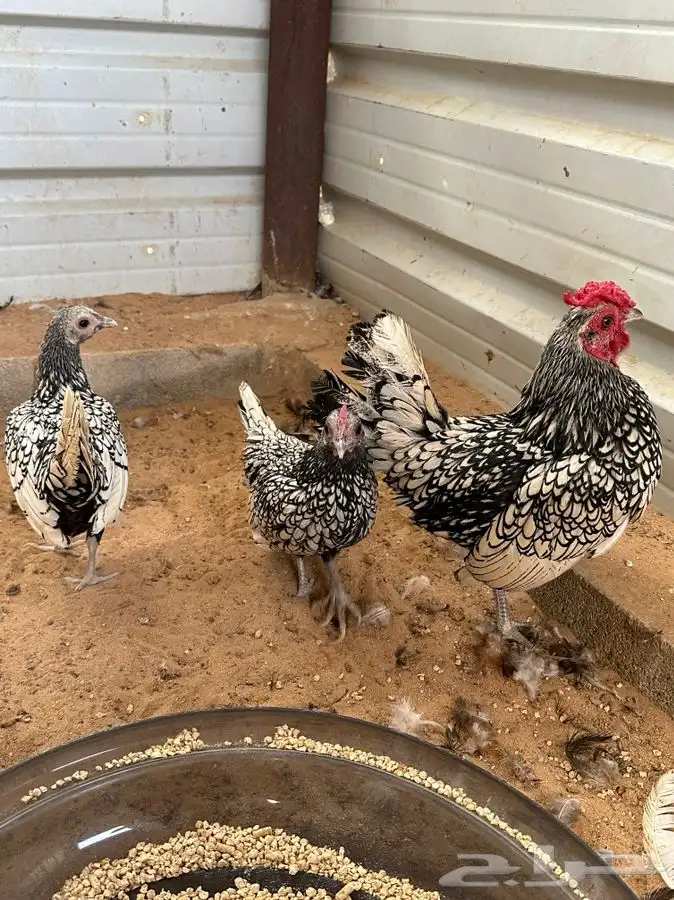 طقم دجاج سبرايت 1