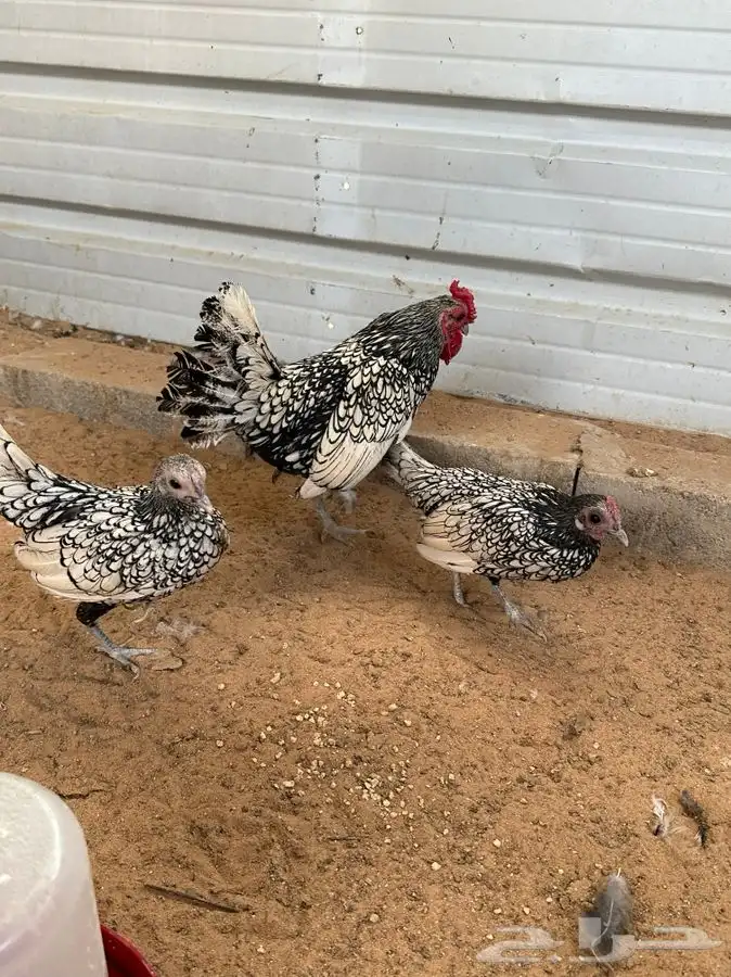 طقم دجاج سبرايت 0