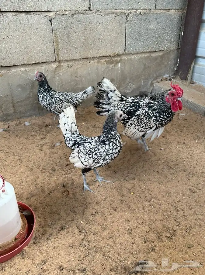 طقم دجاج سبرايت 2