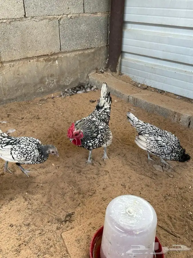 طقم دجاج سبرايت 6