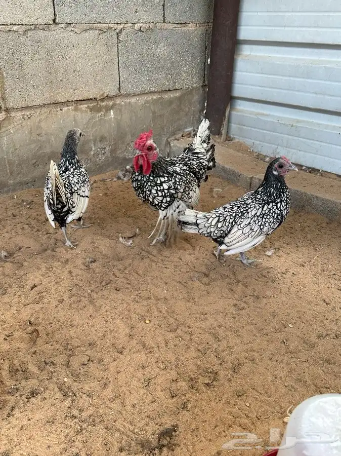 طقم دجاج سبرايت 3