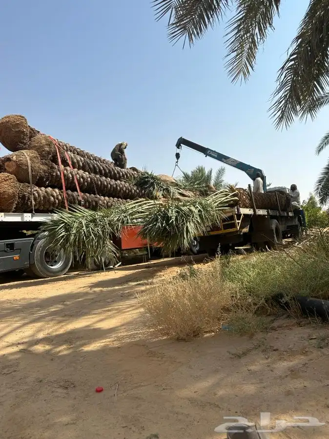 توريد نخيل الى مشروع نيوم وكل المشاريع 3