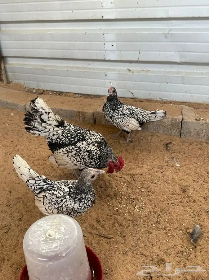طقم دجاج سبرايت 4