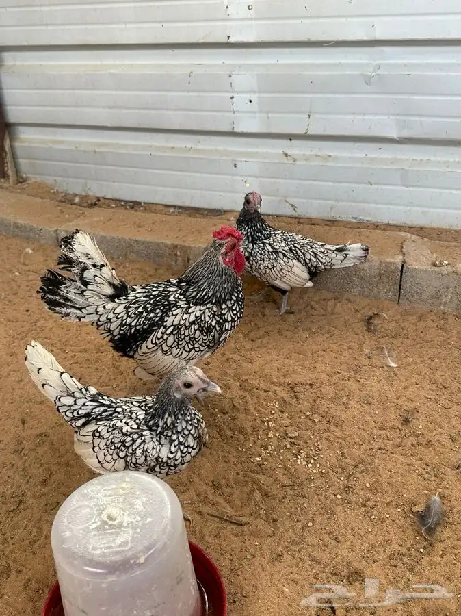 طقم دجاج سبرايت 5