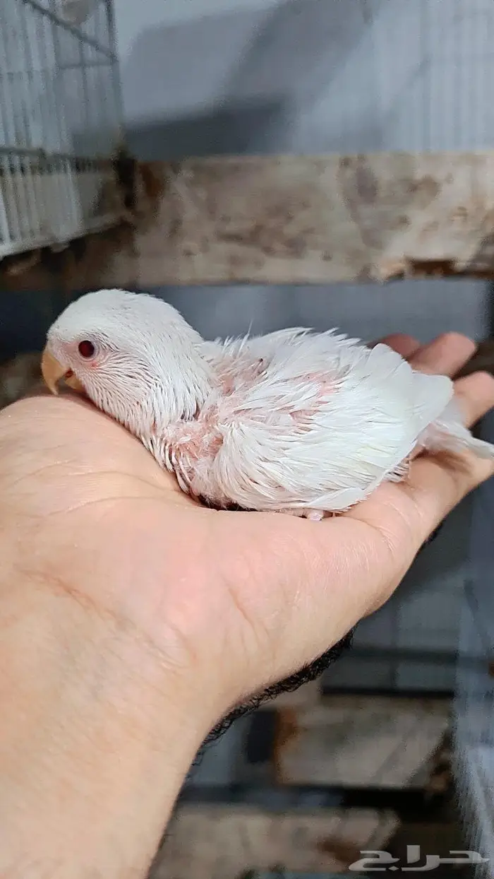 فروخ روز فواخر 1